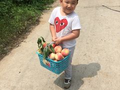 -小慧大桃观光采摘园