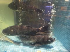 -王捌小院(红花坡店)