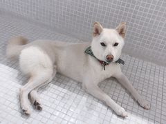 -柴务处·柴犬主题狗咖