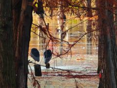 -白鹭湾湿地公园