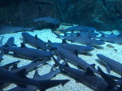 -烟台海昌鲸鲨海洋公园