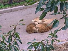 -大连森林动物园