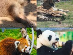 -西霞口神雕山野生动物世界