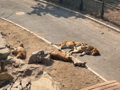 -大连森林动物园