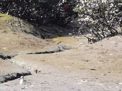 -东寨港红树林旅游区