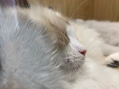 -屋虎猫馆(宝安大仟里店)