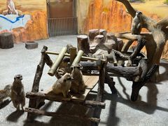 -大连森林动物园