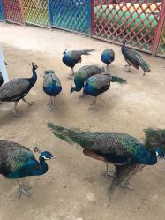 -萌宠亲子动物乐园(槐房万达店)