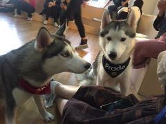 -Husky Go! 哈士奇体验馆·宠物咖啡厅狗咖