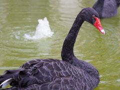 -行者书屋大堂吧 ·下午茶(南京圣和府邸酒店)