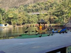 -西双版纳原始森林公园