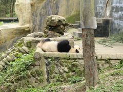 -中国大熊猫保护研究中心雅安碧峰峡基地