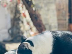 -喵屿·大理花园猫咖