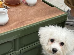 -Again Coffee Roaster(香蜜湖店)