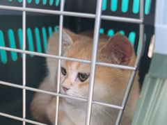 -乐琪宠物医院·犬猫专科·骨外科·急重症