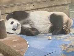 -成都动物园
