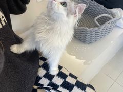 -怪兽屋·羊驼·猫咖·狗咖(俊华广场店)