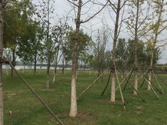 -武清南湖绿博园