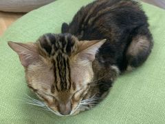 -猫和宫(六道口店)