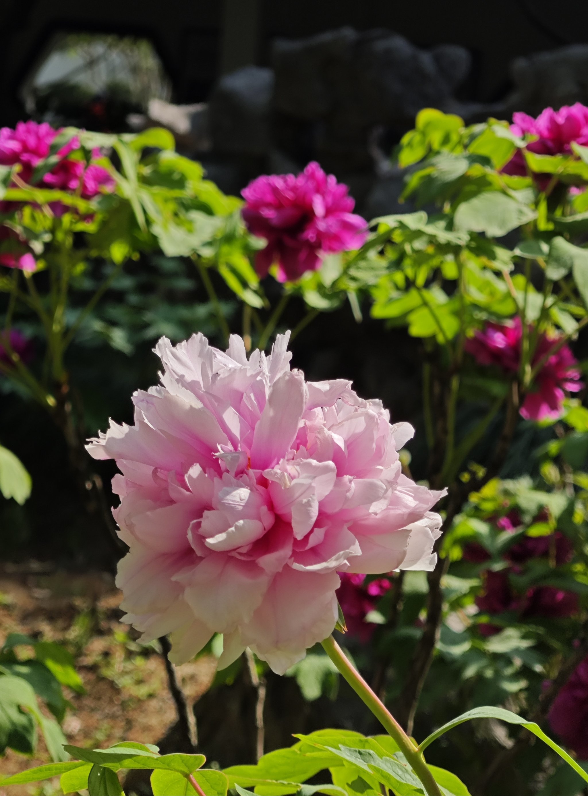 8实拍,漕溪公园牡丹已进入盛花期