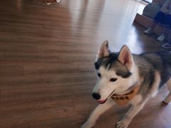 -Husky Go! 哈士奇体验馆·宠物咖啡厅狗咖