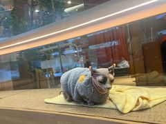 -米乐乖乖猫咪咖啡馆·猫咖(深圳湾后海汇店)