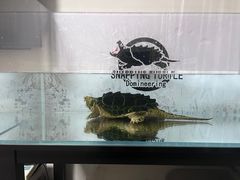 -上海跃迁搬场公司 日式搬家