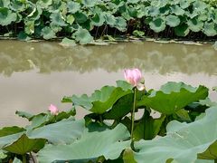 -嘉北郊野公园