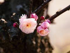 -红梅公园