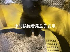 -momokira米努特·德文卷毛猫·棉花面纱犬