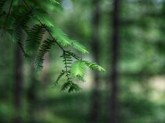 -黄海国家森林公园