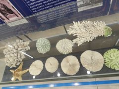-上海海洋大学鱼文化博物馆(军工路校区)