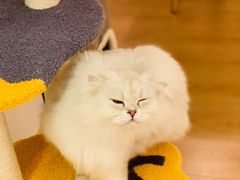 -猫腻·猫咖·撸猫馆(星光大道店)