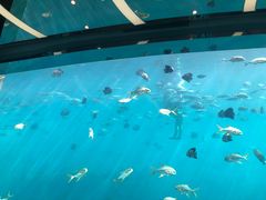 -瑞德姆美人鱼海底演艺主题餐厅(亚龙湾店)