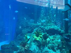 -迪拜水族馆及水下动物园