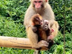 -西双版纳原始森林公园