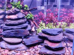 -青石桥花鸟鱼虫市场(叠翠城店)