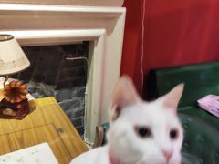 -猫色咖啡·猫咖