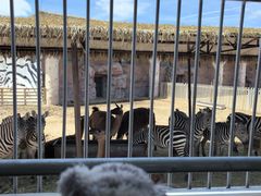 -鄂尔多斯野生动物园