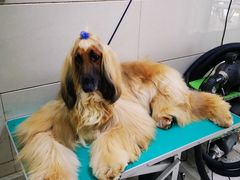 -北京观赏动物医院·24小时大型综合·猫专科·异宠专科