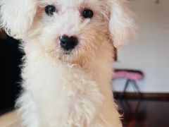 -宠爱有家宠物店(环镇北路店)