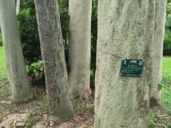 -广西壮族自治区药用植物园