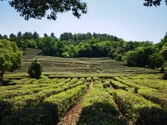 -树山生态村