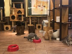 -more than meow吴止猫主题餐厅(承德 中船汇店)