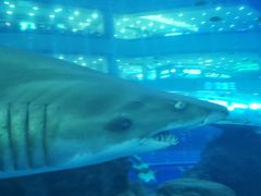 -成都浩海立方海洋公园