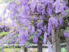 -杭州植物园