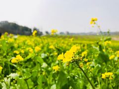 -花博汇(知音花月夜)