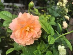 -艾溪湖湿地公园