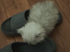 -爱佳宠物中心医院24H·CT·骨外科·猫专科(瑶海万达店)