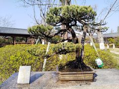 -江心屿景区